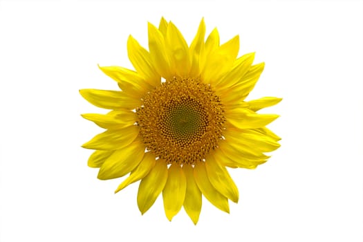 Sunflower isolated for background