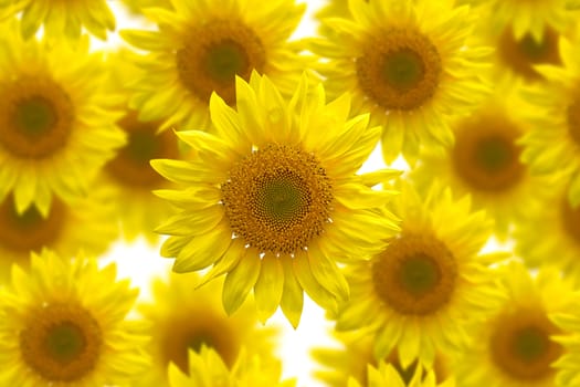 Sunflower seamless image for background