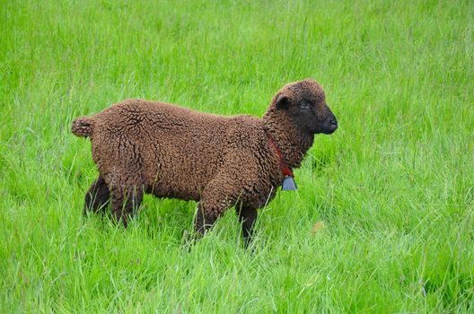 Brown wooly sheep in green meadow