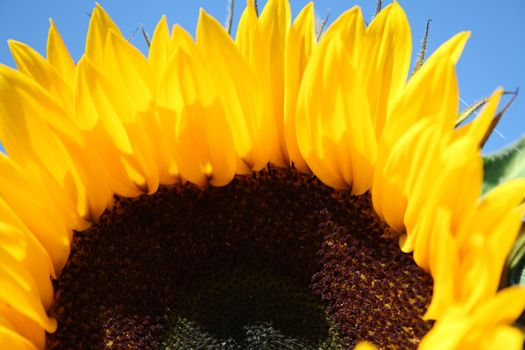 beautiful yellow sunflower in summer