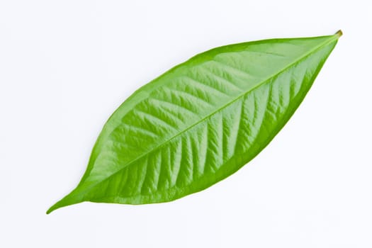 green leaf isolated