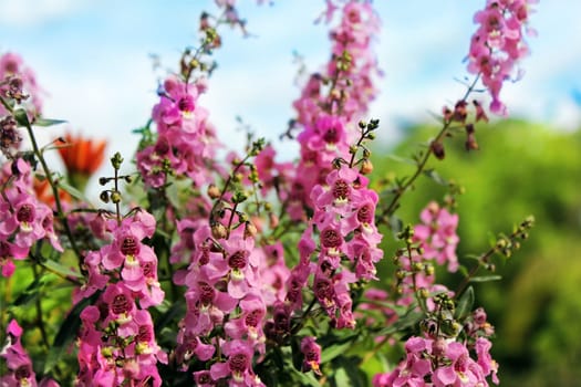 blooming bright pink flowers, wild orchid as floral background