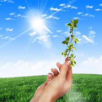 Hands holding green sprouts and sunny sky