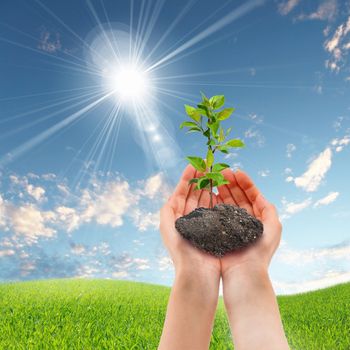 Hands holding green sprouts and sunny sky