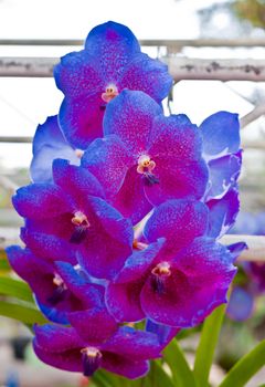 Beautiful orchid