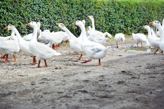 Group of the white gooses walking on the ground. Natural light and colors