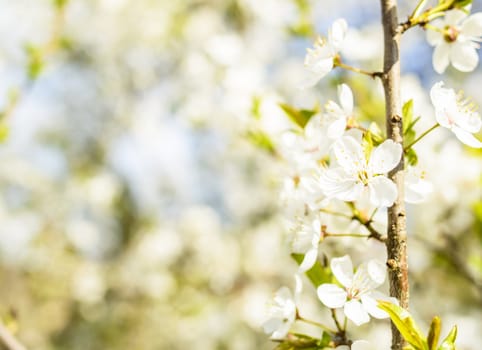 White Spring Blossoms