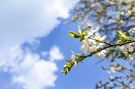 White Spring Blossoms On Blue Sky