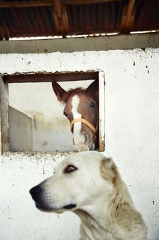 Dog guarding the horse in the stable. Natural light and colors