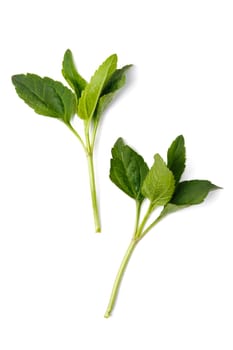 An image of a green plant on white background