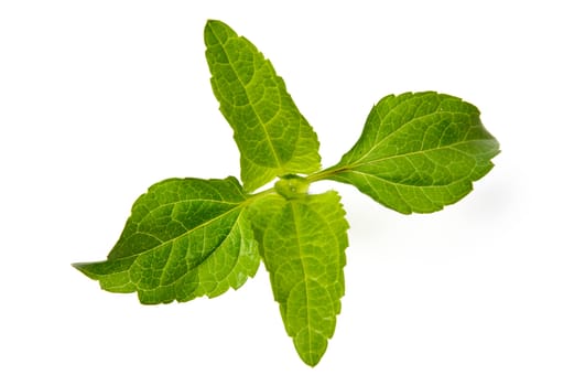 An image of bright green plant on white background