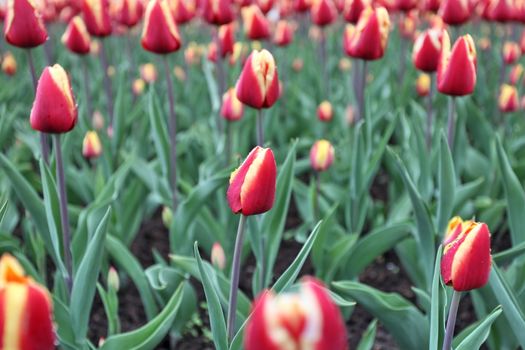 Colorful tulips in spring