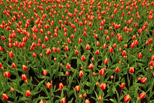 The huge field of bright tulips