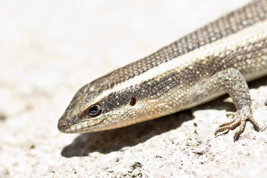 Closeup shot of a lizard on a hot and dry place