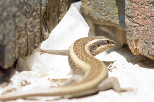 Closeup shot of a lizard on a hot and dry place