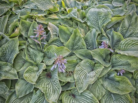 Beautiful background of blooming fresh green Hosta in a Danish garden in June.