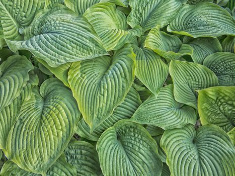 Beautiful background of fresh green Hosta in a Danish garden in June.