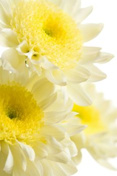 chrysanthemums isolated