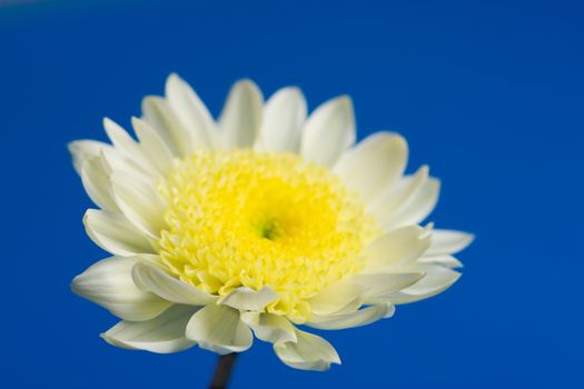 beautiful daisy in the sky