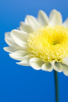 white and yellow daisy