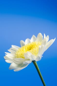 white daisy in the sky