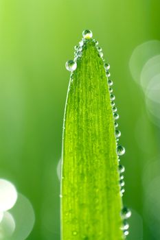 macro of wet leaf