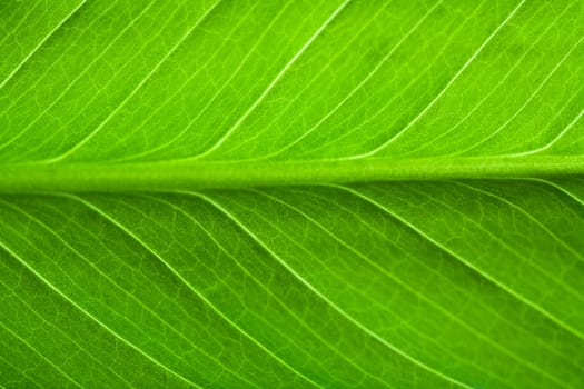 macro of fresh leaf