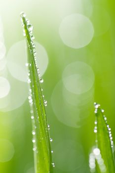 macro of wet grass
