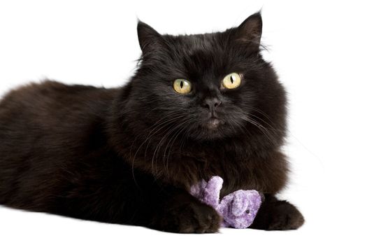 black cat playing with toy