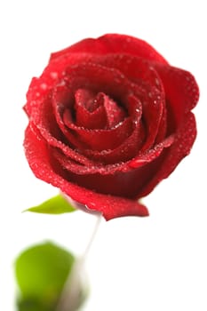 red fresh rose isolated