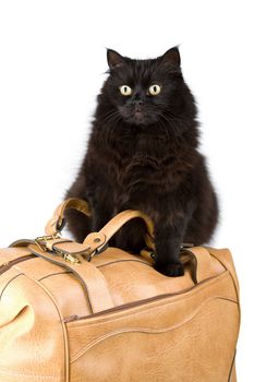 black cat on a bag isolated
