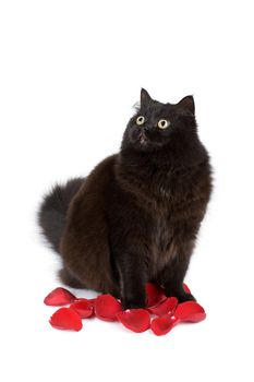 cute black cat sitting in rose petals isolated
