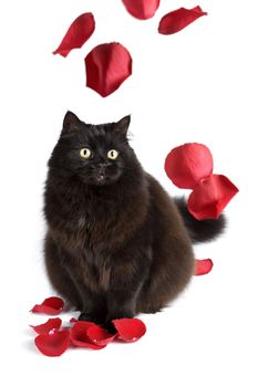 black cat and rose petals