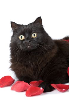 cute black cat in rose petals isolated