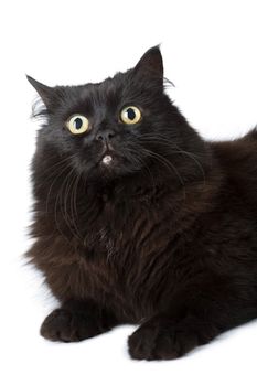 black cat isolated