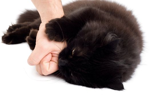 black angry cat biting man's hand