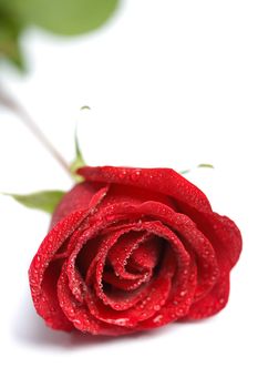 beautiful red rose with water droplets isolated (shallow DOF)