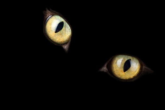 cat's eyes glowing in the dark