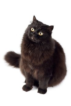 black cat isolated