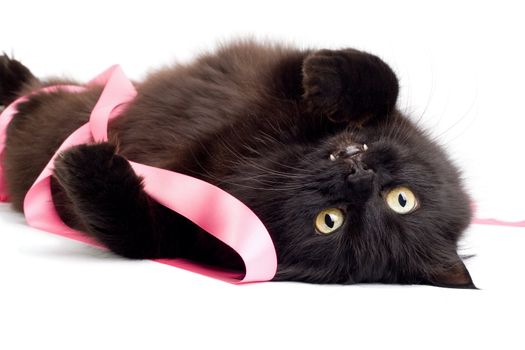 black cat playing with pink ribbon isolated
