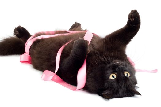 black cat playing with pink ribbon isolated