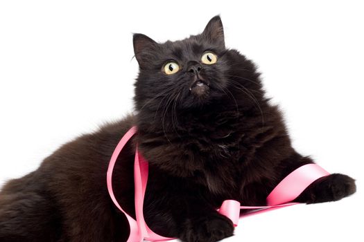 black cat with pink ribbon isolated