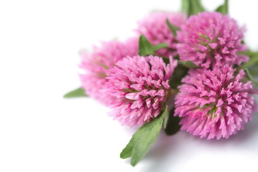 clover flowers isolated