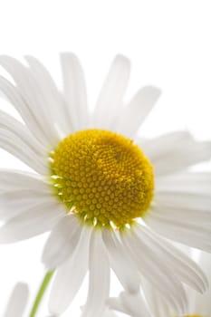 beautiful camomole flower isolated