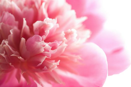 abstract pink peony flower isolated