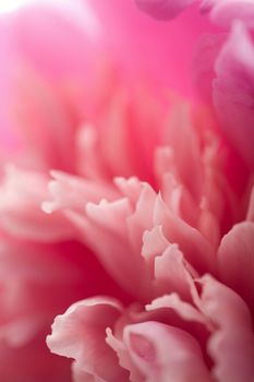 abstract pink peony flower background