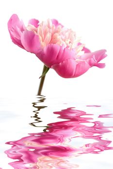 pink peony flower reflecting in water isolated