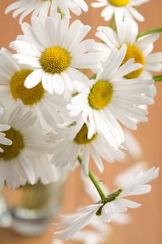 bouquet of beautiful camomiles