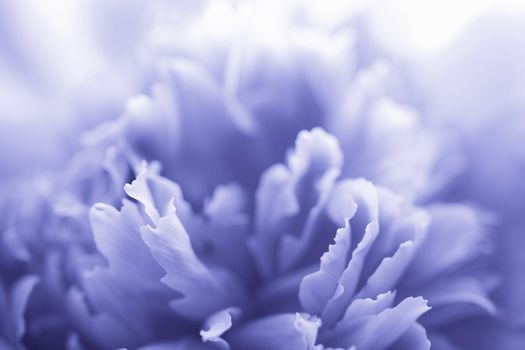 blue peony flower - abstract background