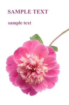 beautiful pink peony flower isolated